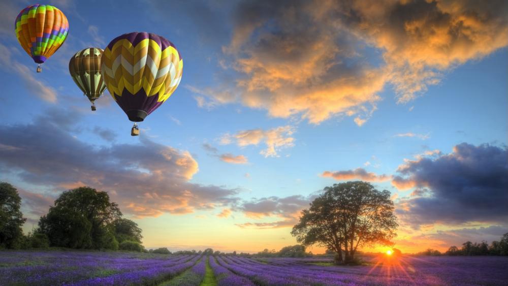 Sunset Flight Over Lavender Fields wallpaper