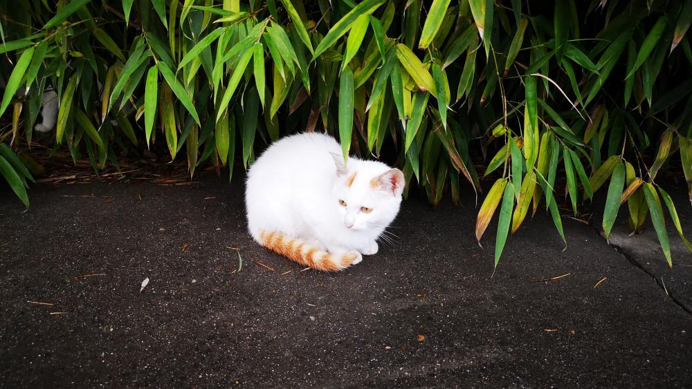 White Cat Amidst Greenery wallpaper