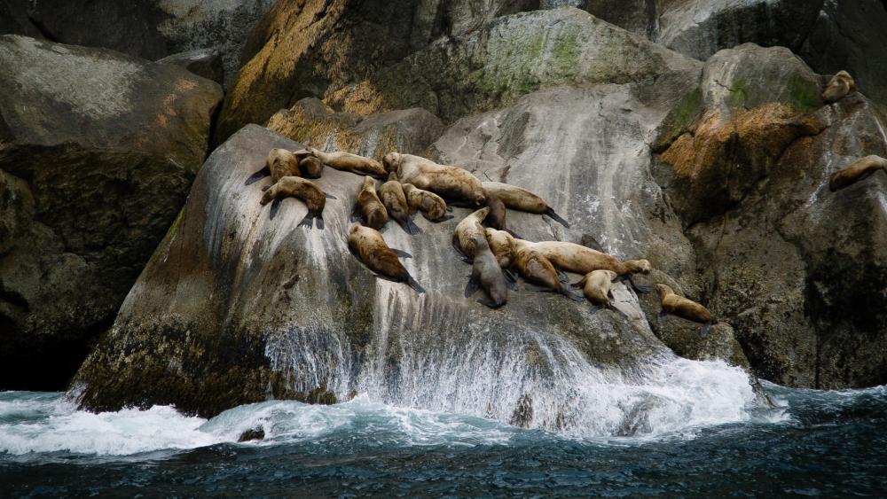 California sea lions wallpaper