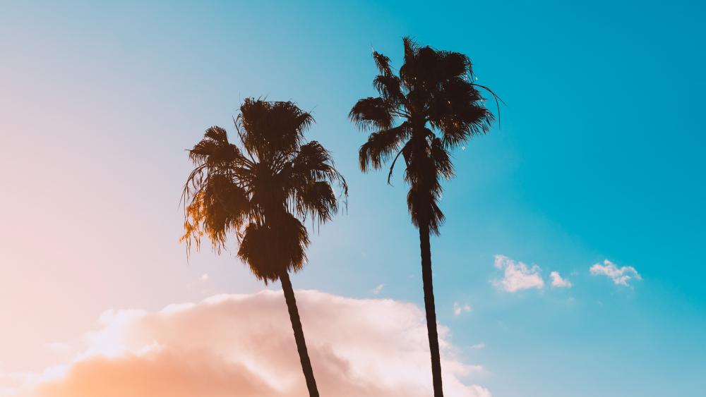 Palms and sky wallpaper