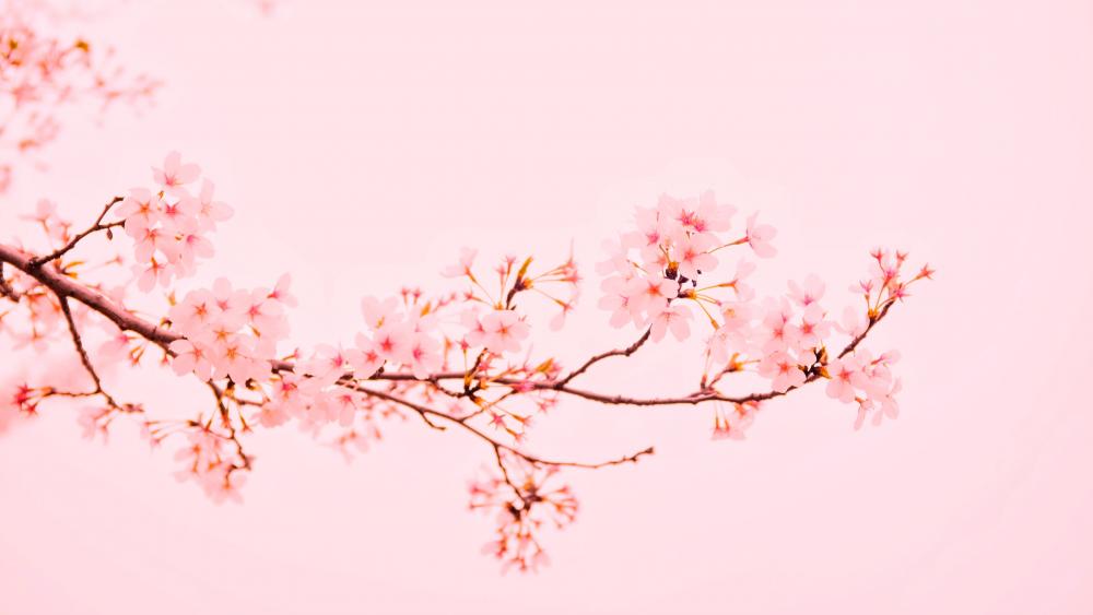 Pink twig wallpaper