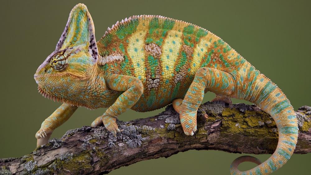 veiled chameleon wallpaper