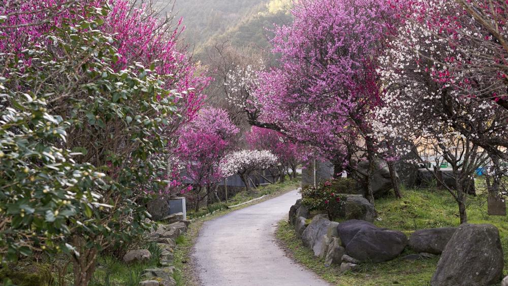 Blossoming Pathway Through Colorful Flowers wallpaper