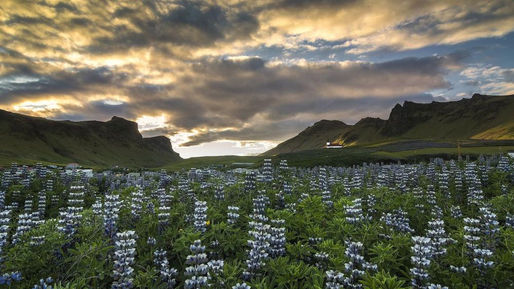 Iceland lupine field wallpaper