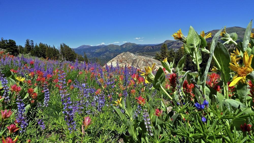 Vibrant Meadow Blossoms Under Clear Blue Skies wallpaper