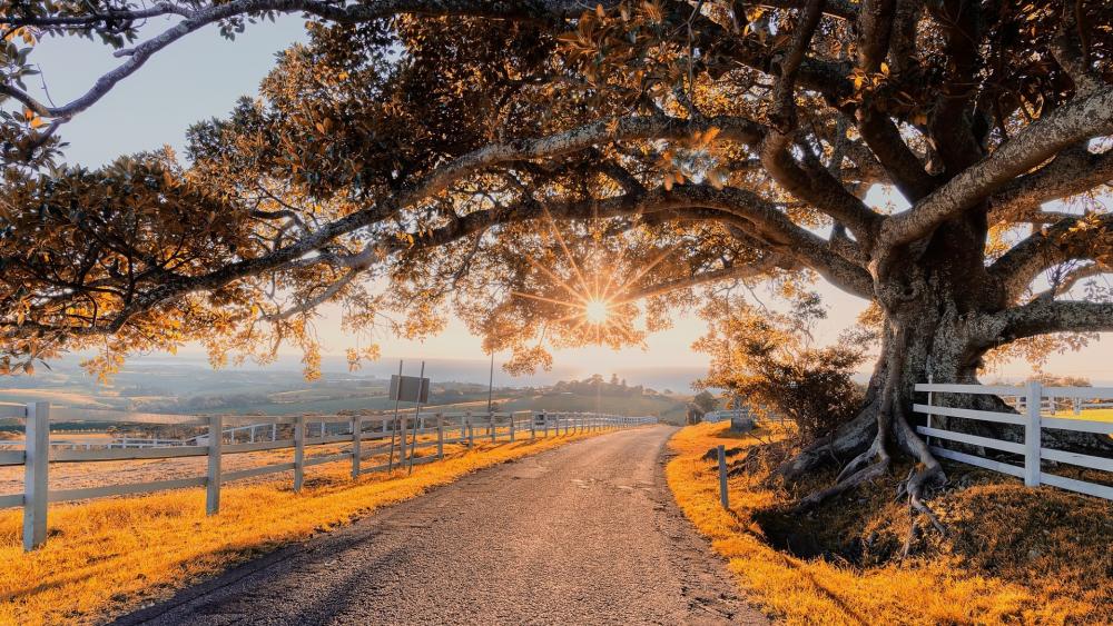 Golden Sunset Beneath the Majestic Tree wallpaper