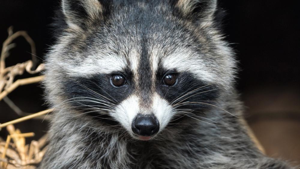Wallpaper from animals category