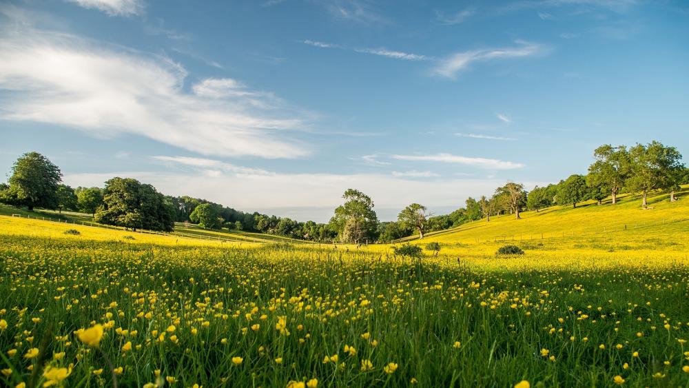 Vibrant Meadow Under a Clear Sky wallpaper