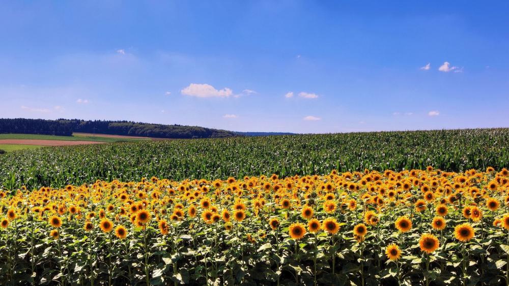 Vibrant Sunflower Field Under a Blue Sky wallpaper