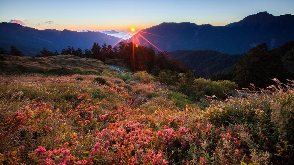 Wallpaper from nature category