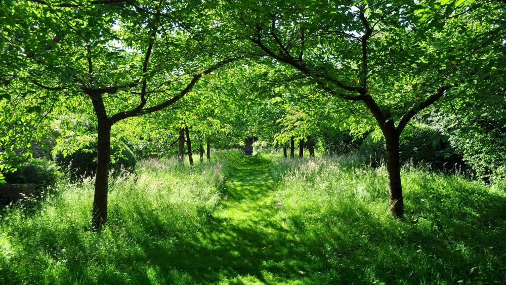 Lush Green Pathway in Nature's Embrace wallpaper