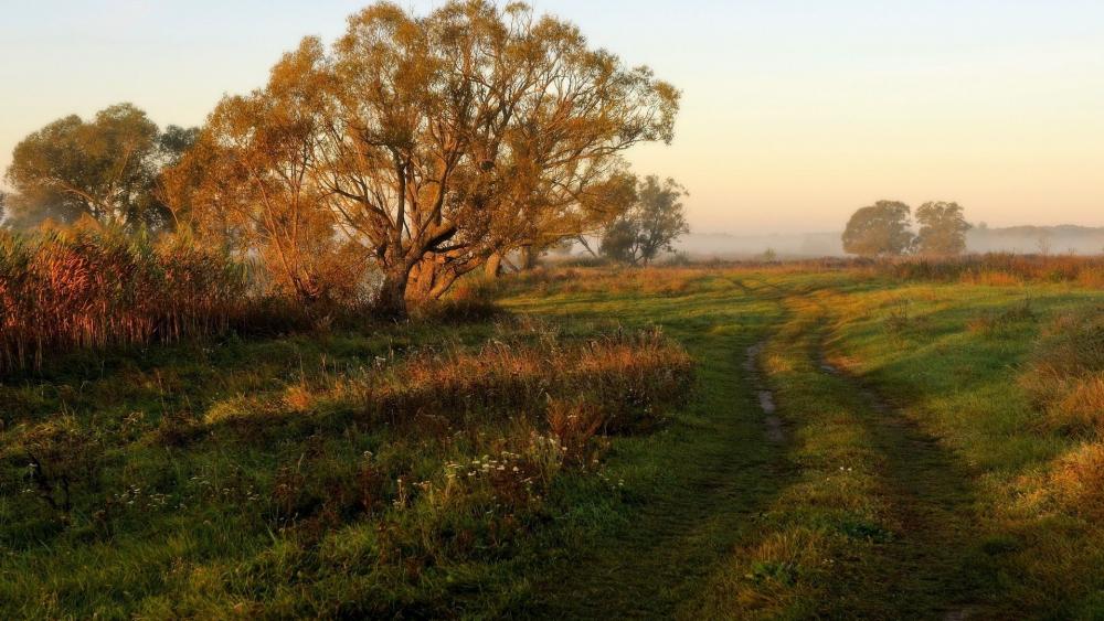 Tranquil Morning in Nature's Embrace wallpaper