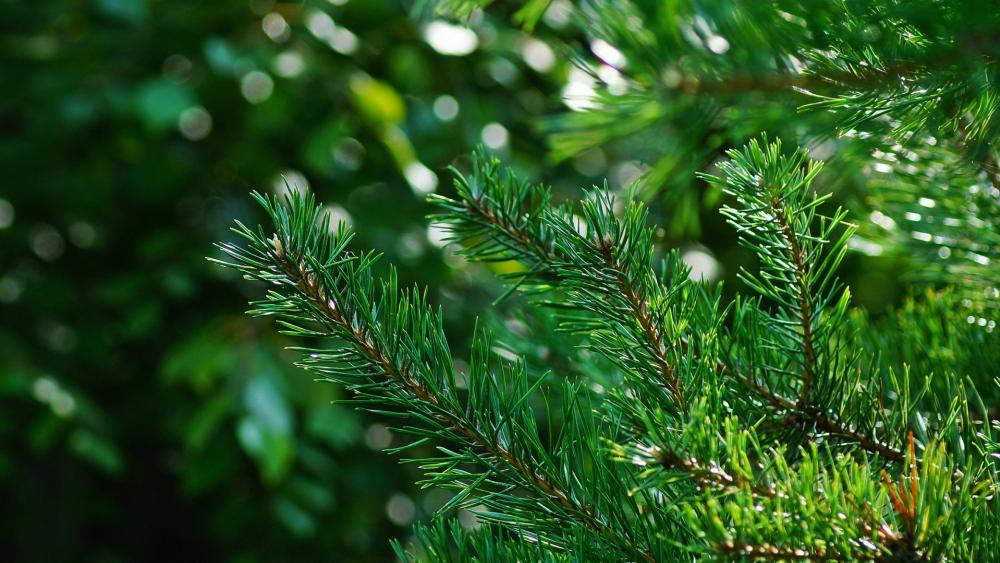 Lush Greenery Captured in Nature's Embrace wallpaper