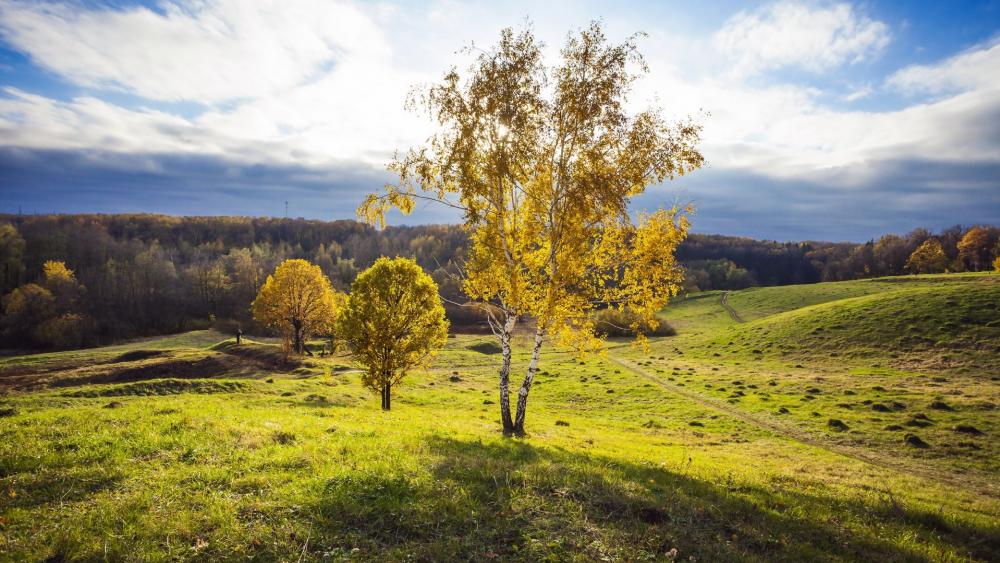 Golden Trees Under a Bright Sky wallpaper