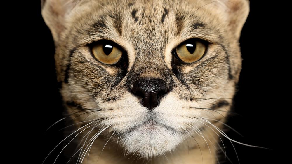 Wallpaper from animals category