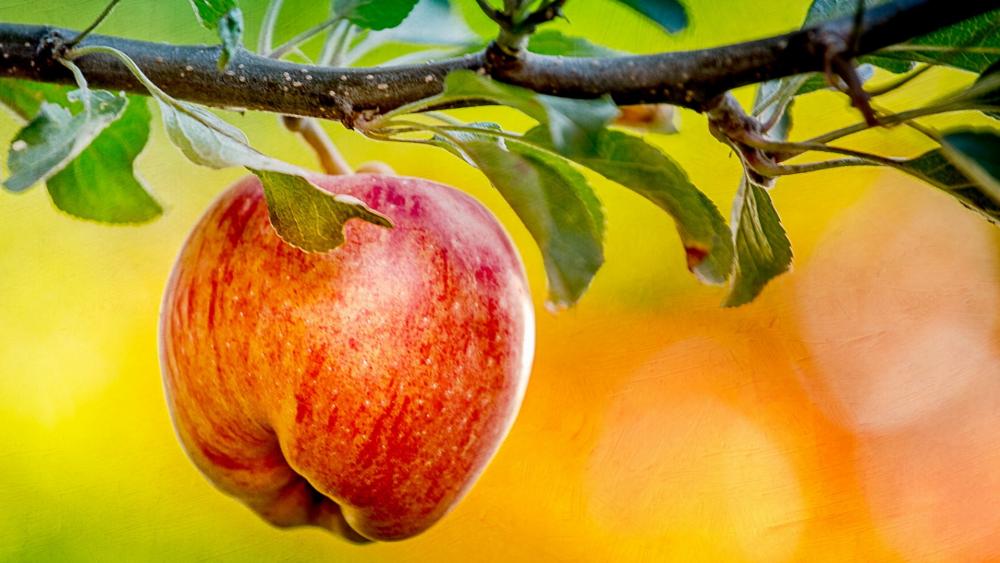 Wallpaper from nature category