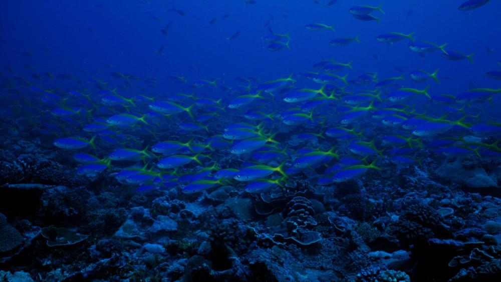 Underwater Harmony in Vibrant Blue Waters wallpaper