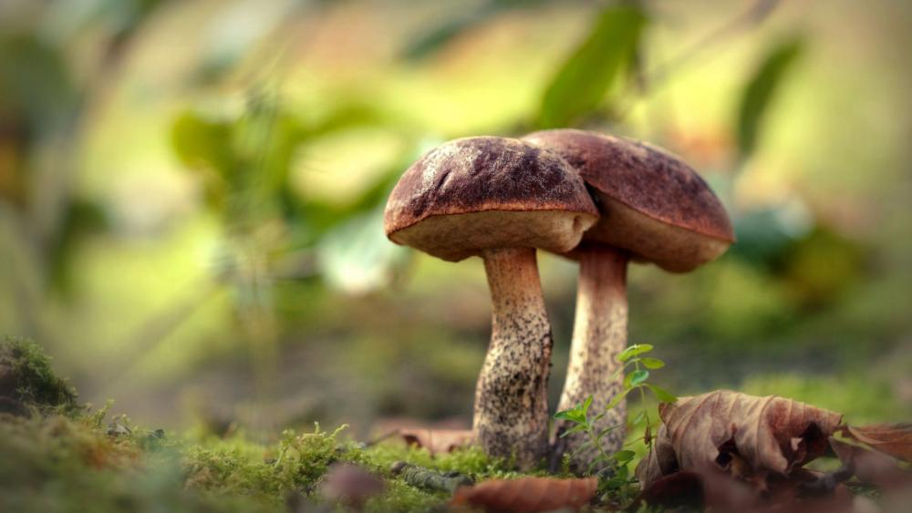 Wallpaper from nature category
