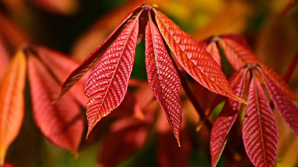 Red Chestnut tree leaves at fall wallpaper