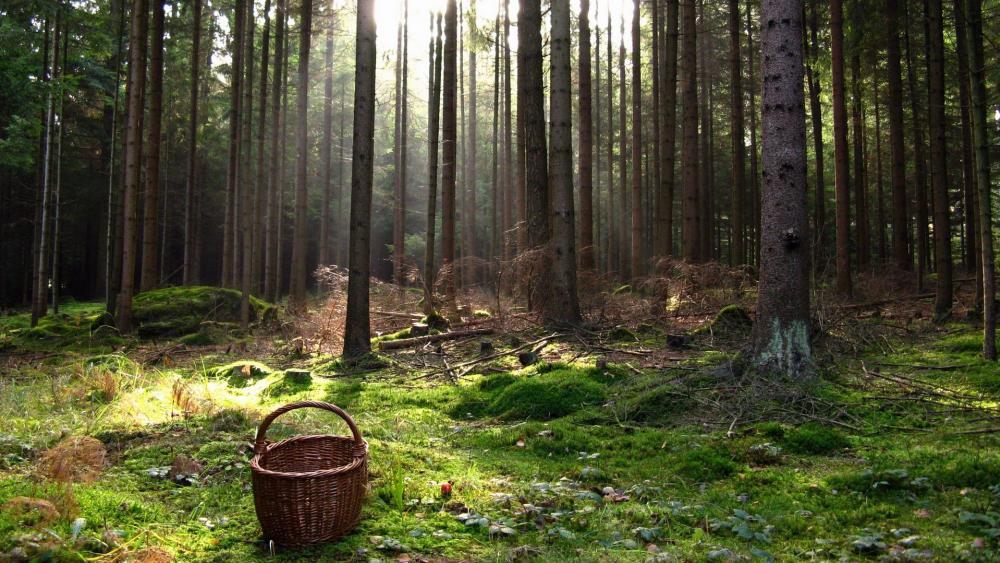 Serene Forest with Gentle Sunlight Filtering Through Trees wallpaper
