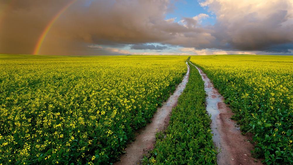 Golden Fields Under a Rainbow Sky wallpaper