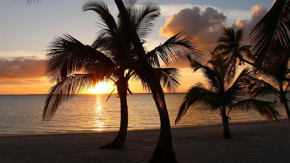 Tranquil Sunset Over Palm Trees wallpaper