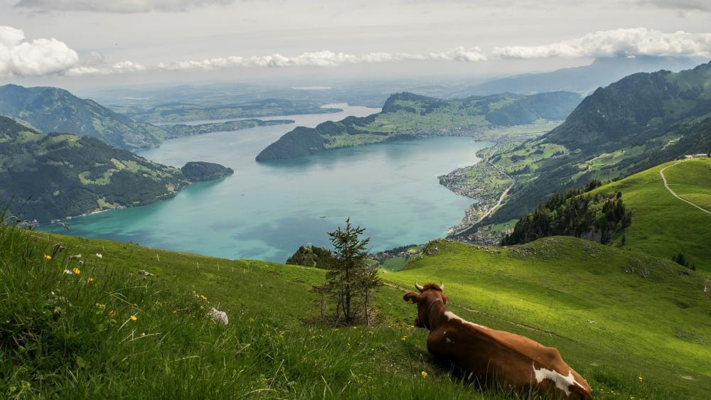 Tranquil Mountain View Overlooking a Serene Lake wallpaper