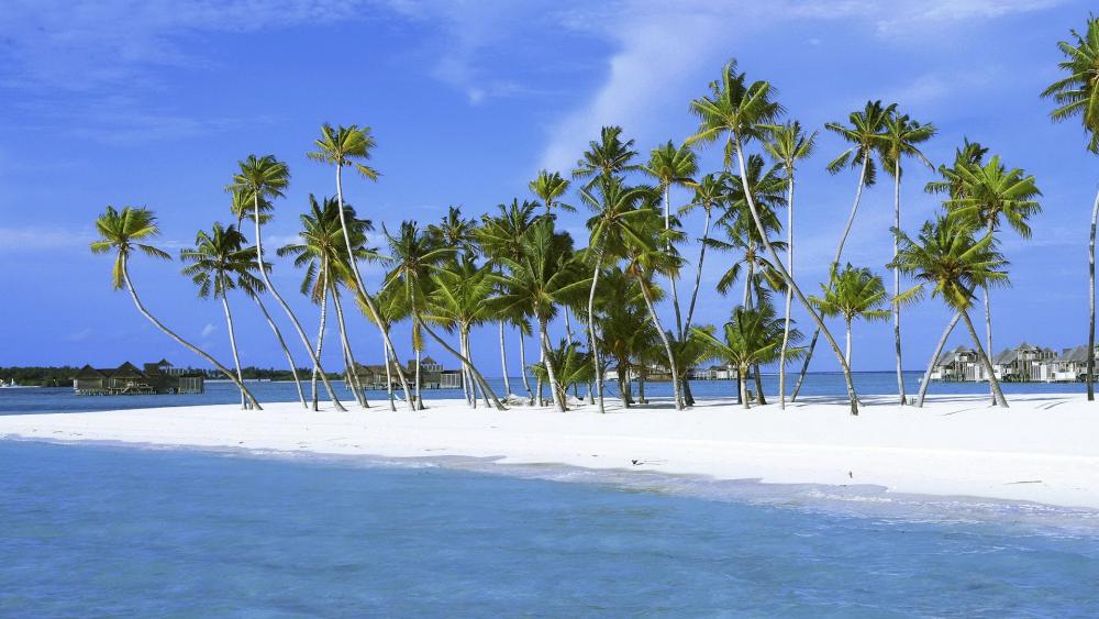 Tropical Paradise with Palm Trees by the Shore wallpaper