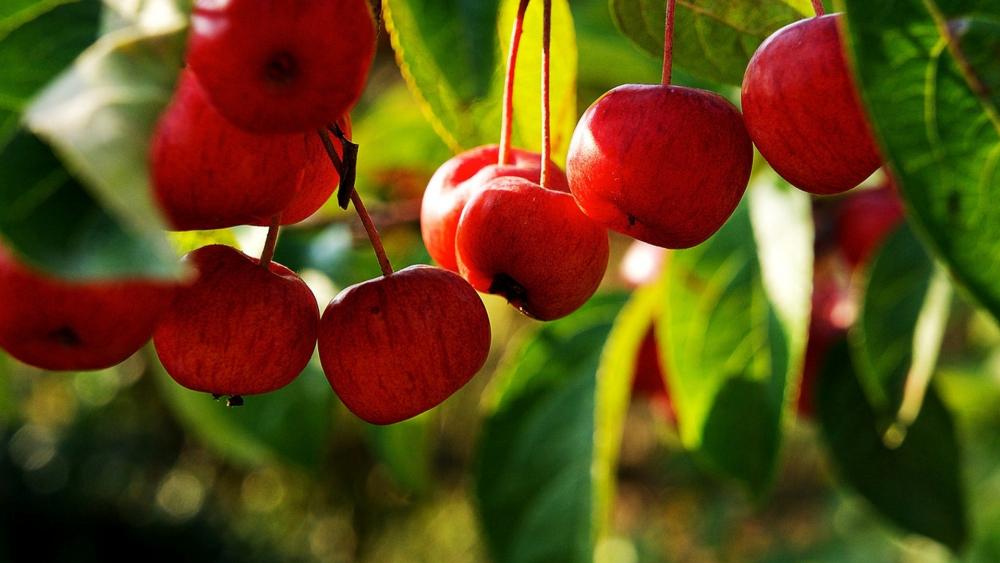 Vibrant Red Apples Hanging from Lush Green Branches wallpaper