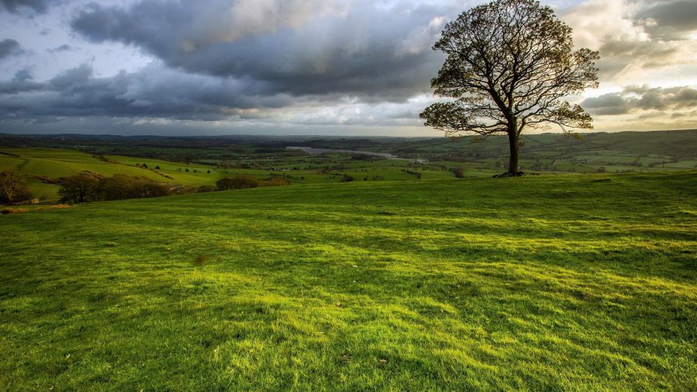 Peaceful Meadow Under Dramatic Skies wallpaper