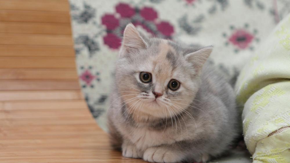 Adorable Kitten with Big Eyes wallpaper