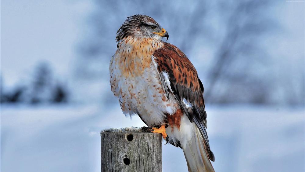 Majestic Hawk Perched in Winter Scenery wallpaper