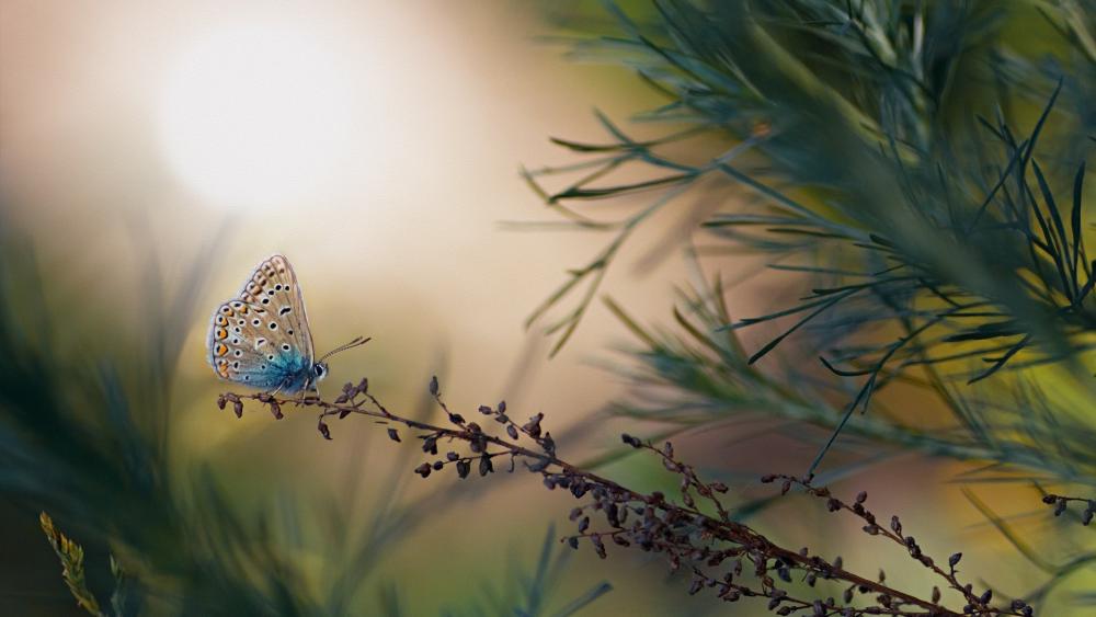 Gentle Butterfly on a Wispy Branch wallpaper
