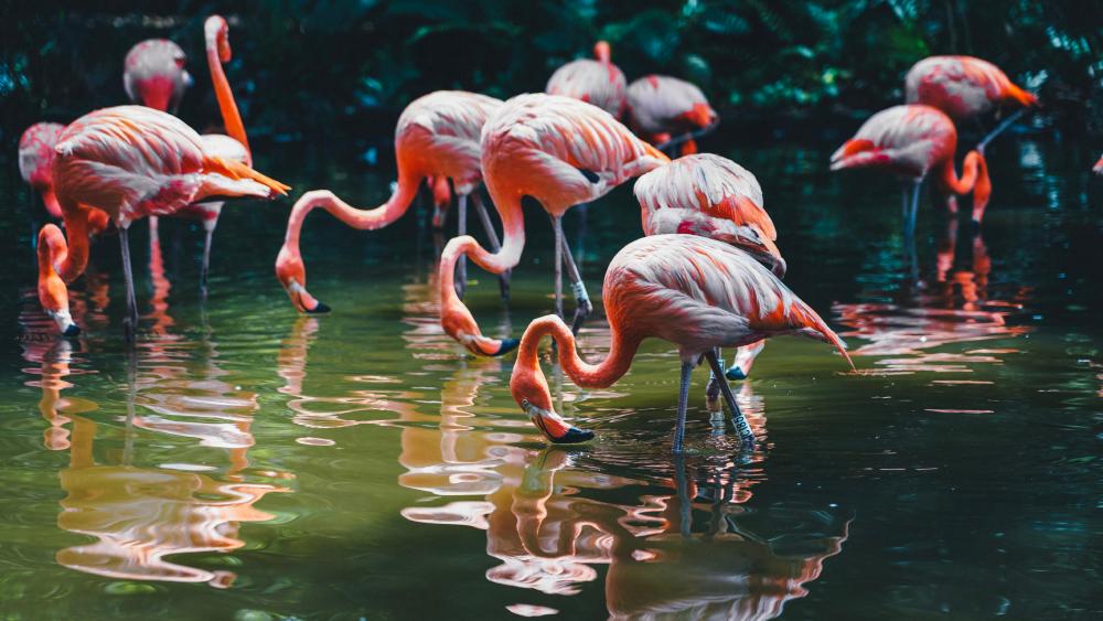 Flamingos Wading in Serene Tropical Waters wallpaper