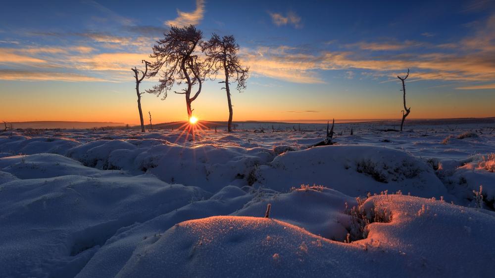 Frozen Serenity at Dawn wallpaper