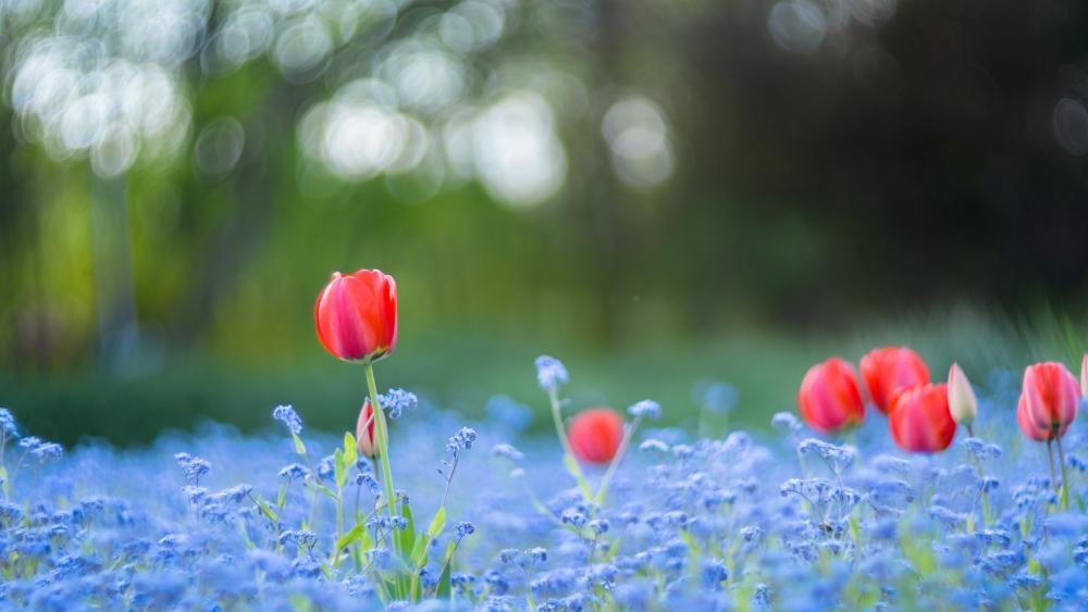 Wallpaper from nature category