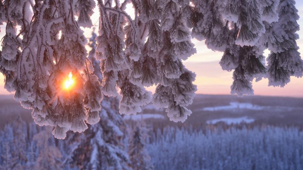 Winter Wonderland Through Frosty Pines wallpaper