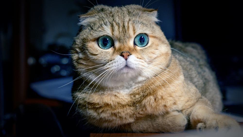 Adorable Cat with Stunning Blue Eyes wallpaper