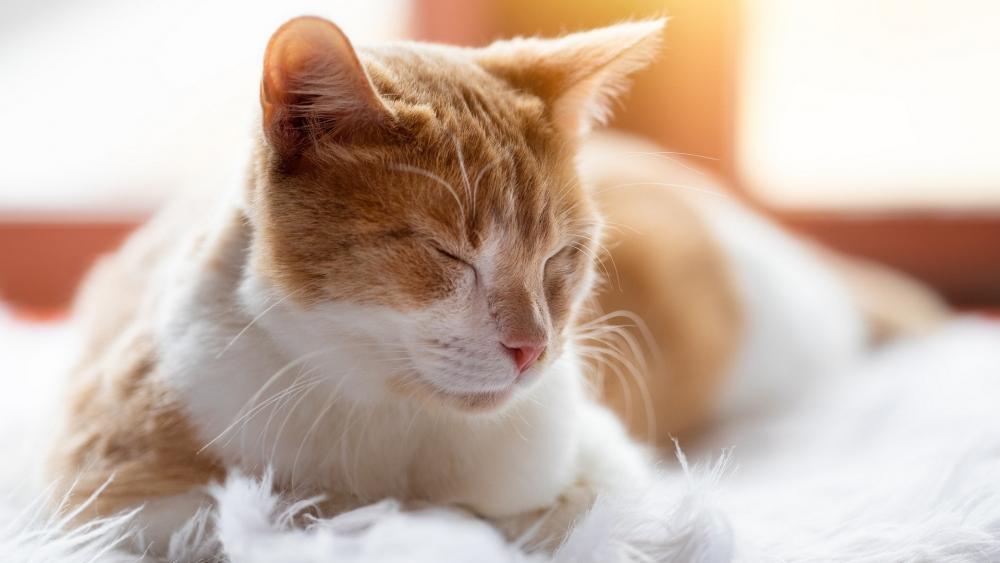 Cozy Cat in Sunlight wallpaper