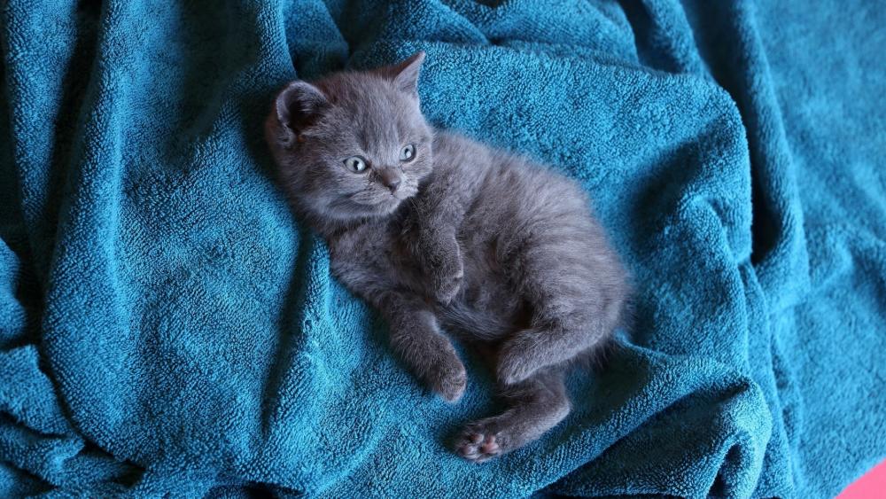 Adorable Gray Kitten on Blue Blanket wallpaper