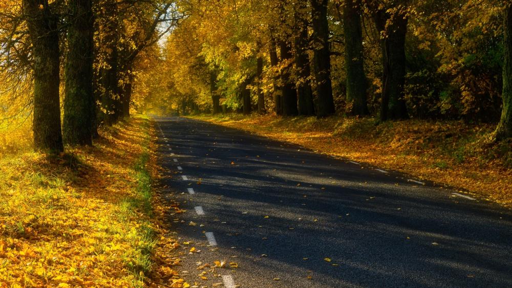 Golden Autumn Road beneath Canopy of Trees wallpaper