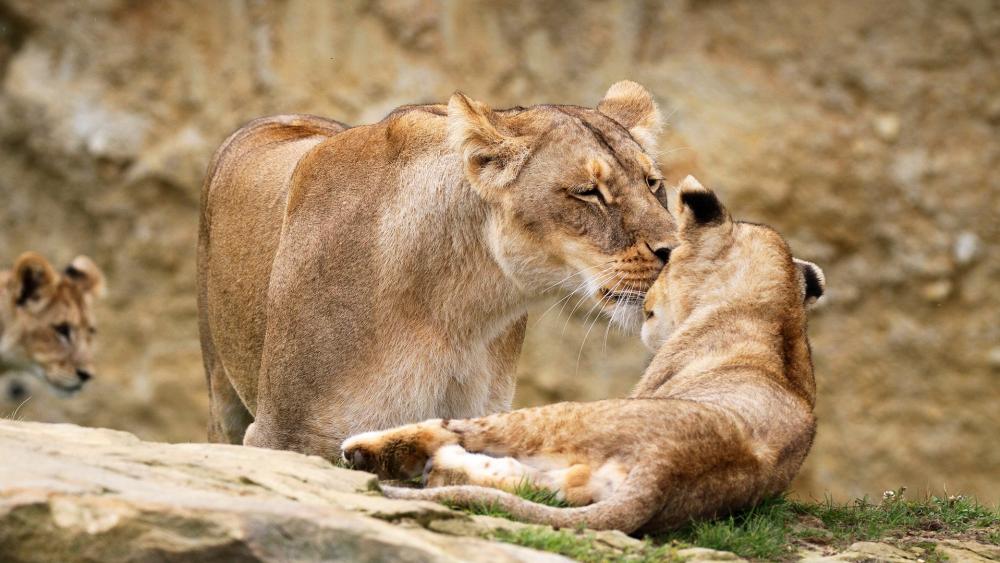 Wallpaper from animals category