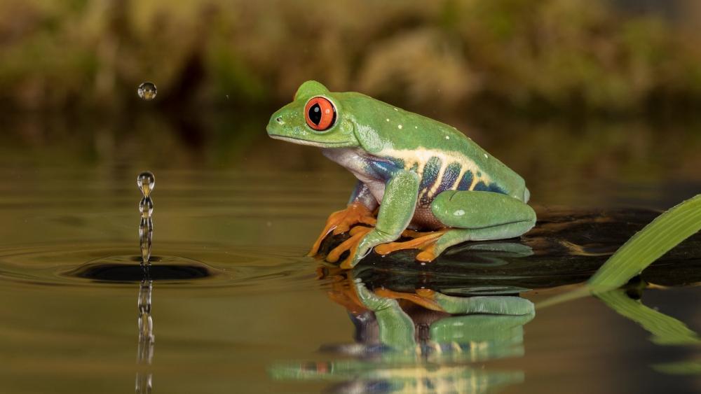 Vibrant Frog Amidst Tranquil Waters wallpaper