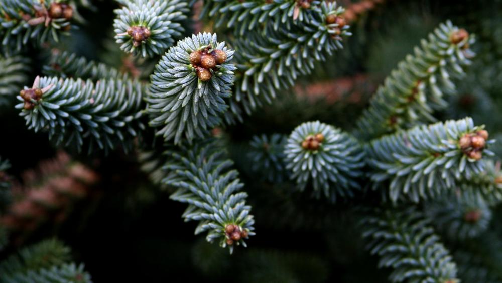 Serene Evergreen Pine Close-Up Beauty wallpaper