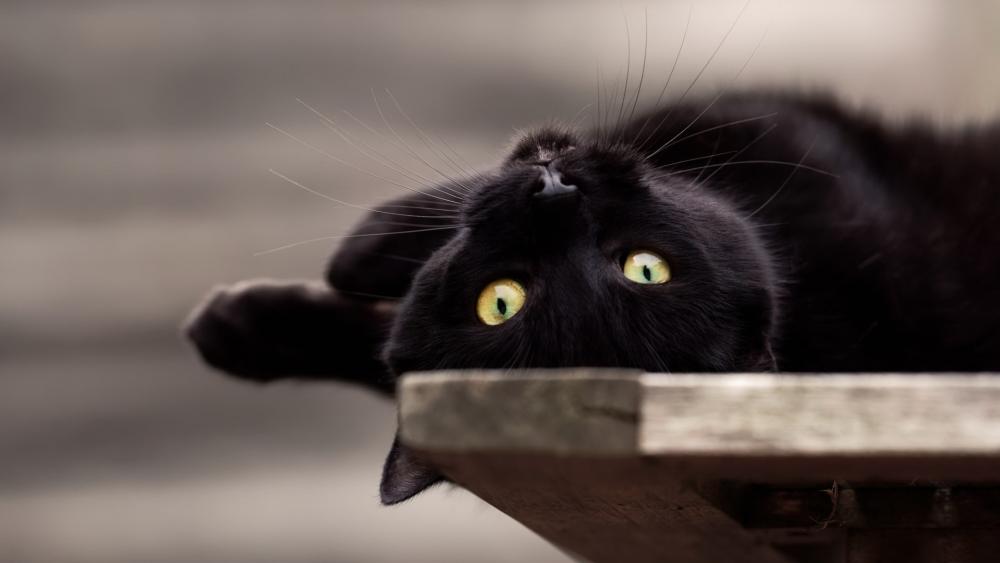 Wallpaper from animals category