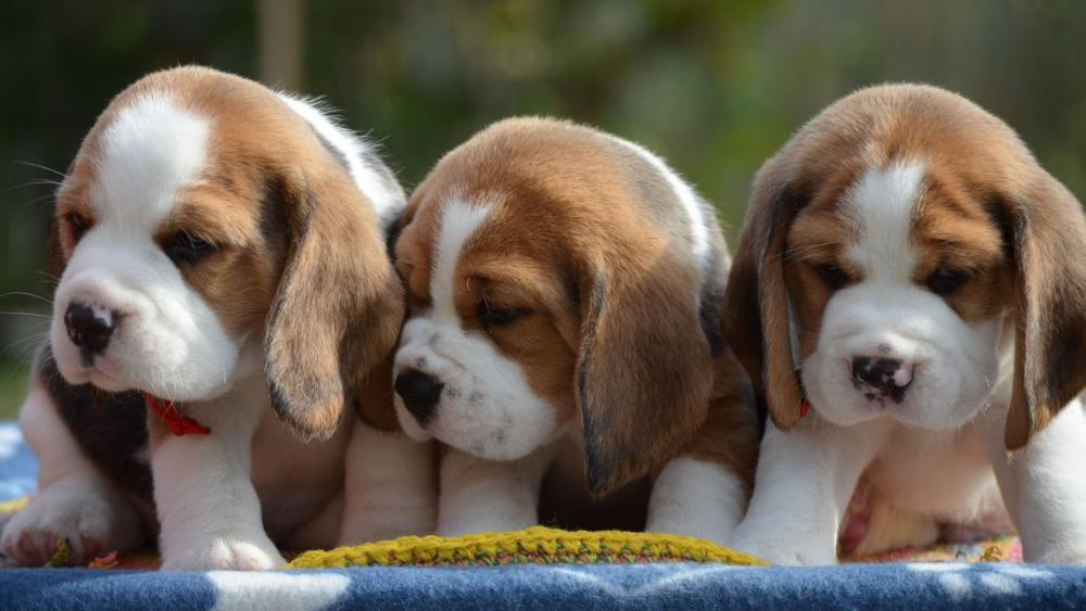 Adorable Beagle Puppies Sitting Together wallpaper