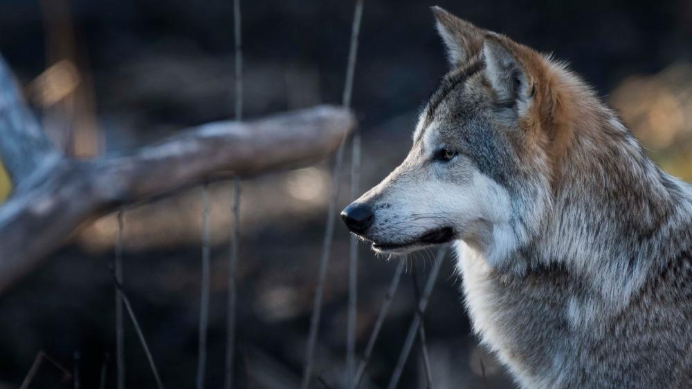 Wolf in a Quiet Forest wallpaper