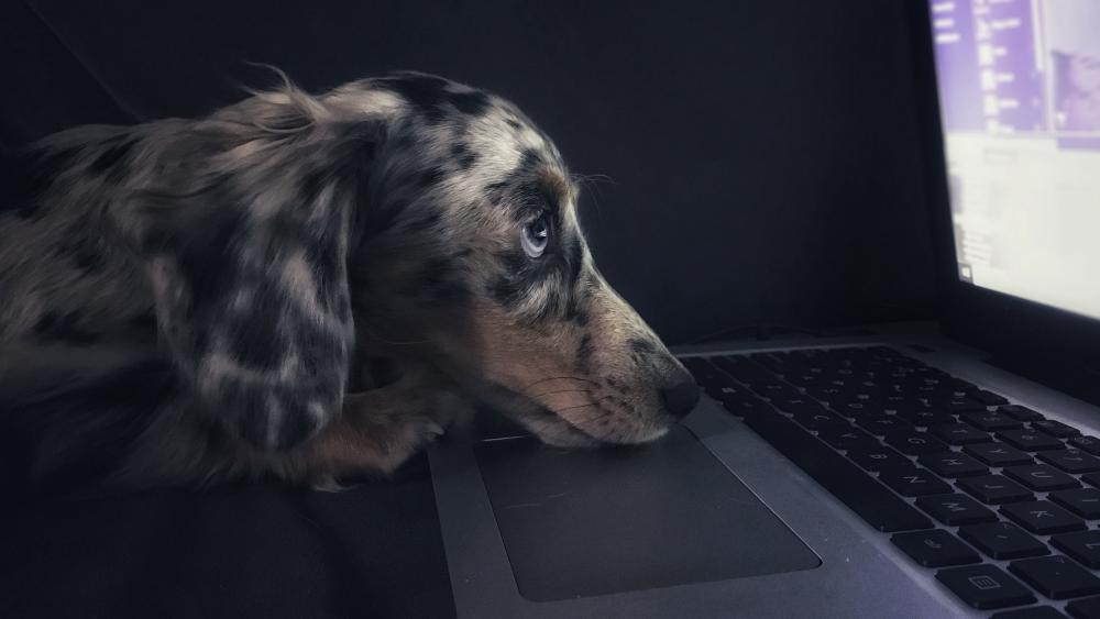 Curious Pup Engrossed in Screen Time wallpaper
