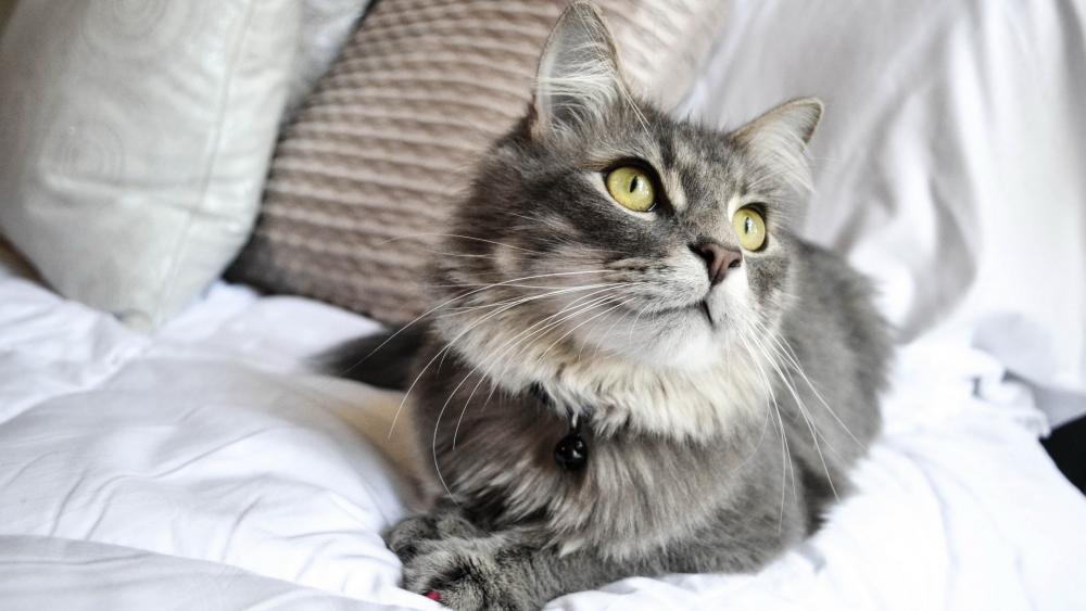 Graceful gray cat lounging in soft surroundings wallpaper