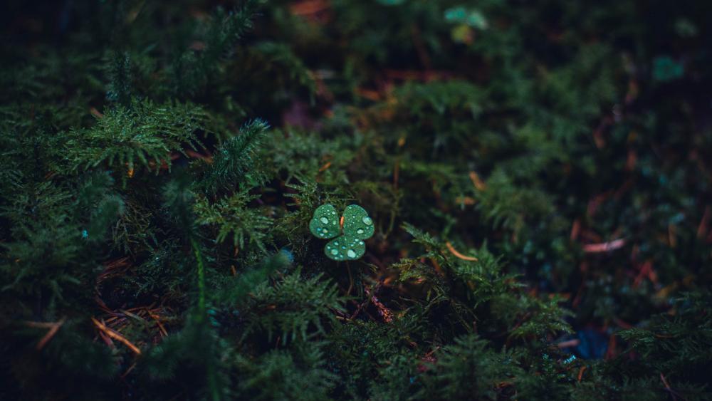Lush Greenery with a Touch of Charm wallpaper